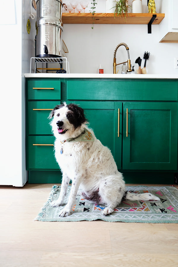 Custom Chainstitched Pet Collar Bandana