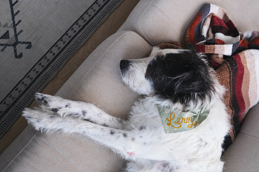 Custom Chainstitched Pet Collar Bandana