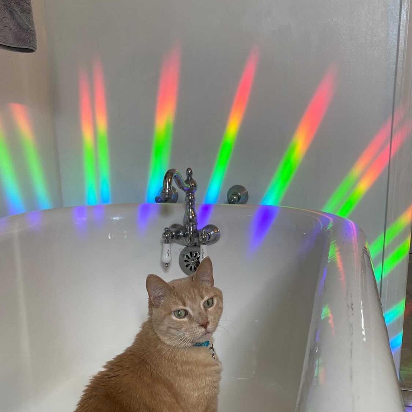 Desert Scene Suncatcher Decal | Window Cling | Rainbow Maker